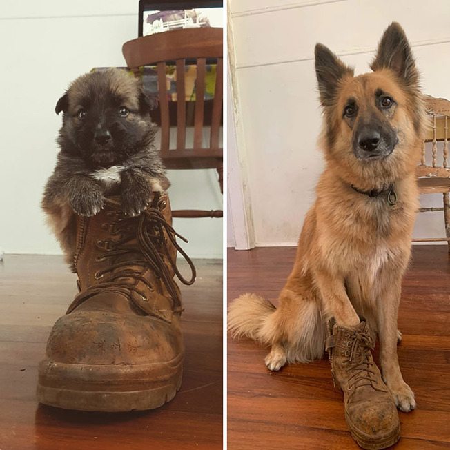 dogs-growing-up-200-600a7d0835809__700