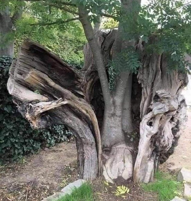 magnificent-creepy-miracles-from-natural-world