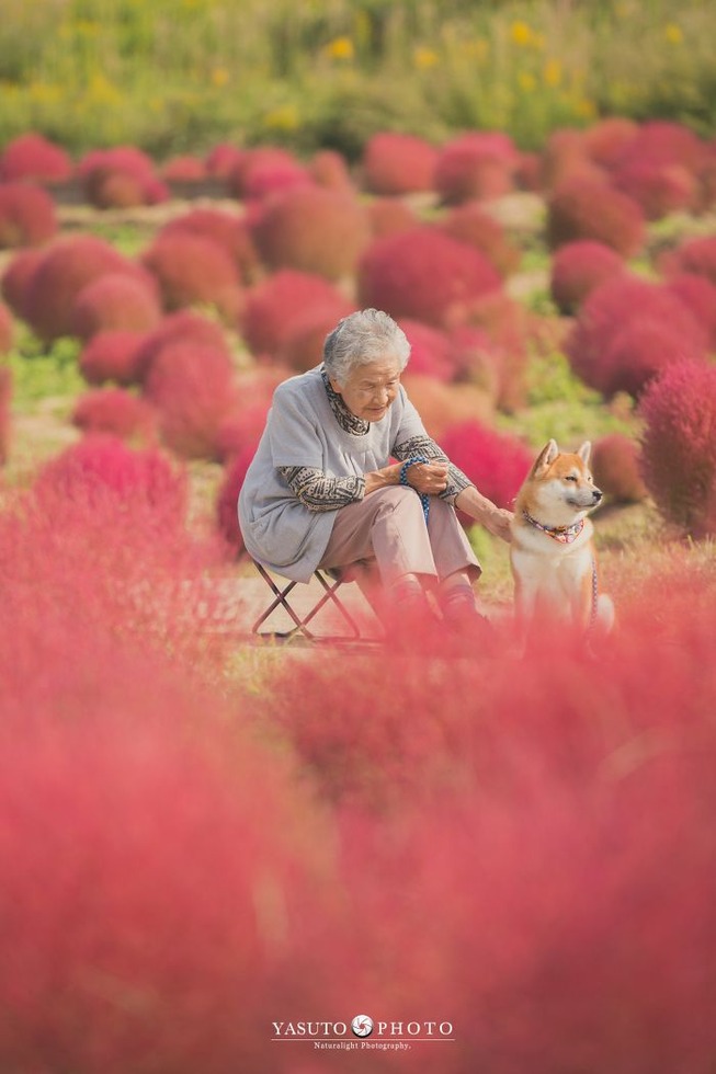 grandmother-dog-shiba-inu-photos-yasuto-41-5e3d17c92b142__700