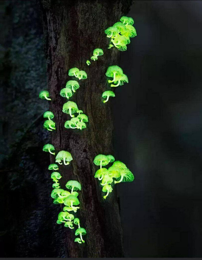 magnificent-creepy-miracles-from-natural-world