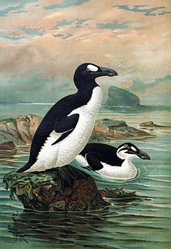 250px-Keulemans-GreatAuk