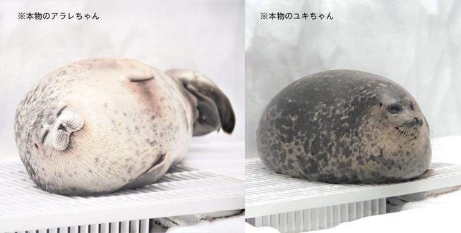 0031555_you-more-round-squishy-seal-awake