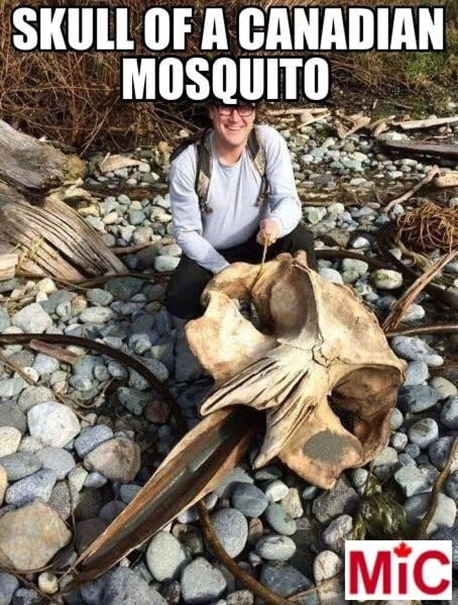 meanwhile-in-canada-memes-6390842f961d8__700 (1)