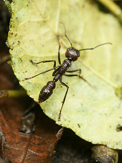 250px-Paraponera_clavata