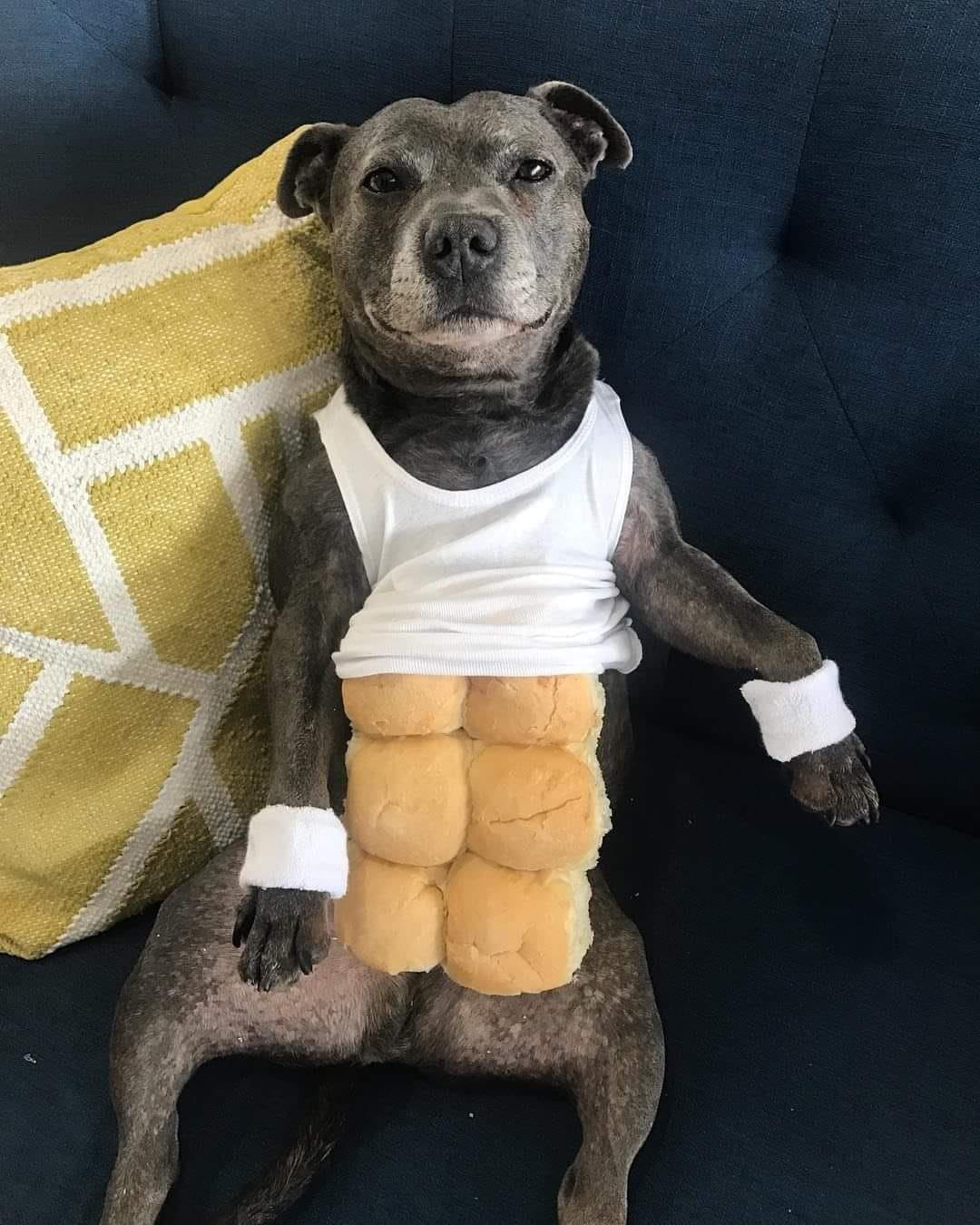 外国人 日本人が作った筋肉ムキムキうさぎパンを見てくれ 海外の万国反応記 海外の反応