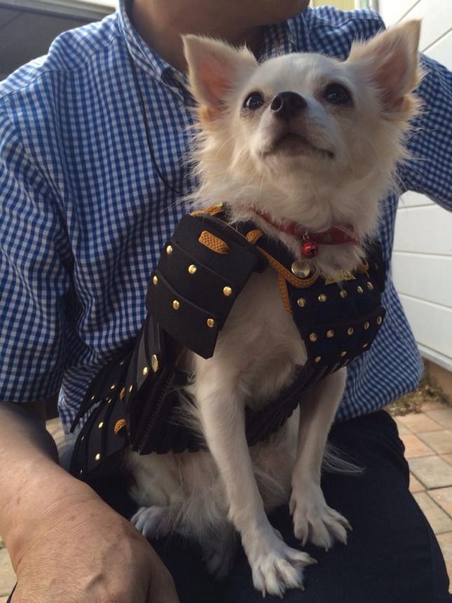 Samurai-armor-for-pets9