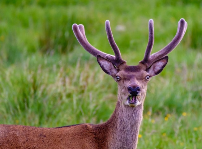 comedy-wildlife-photography-awards-finalists