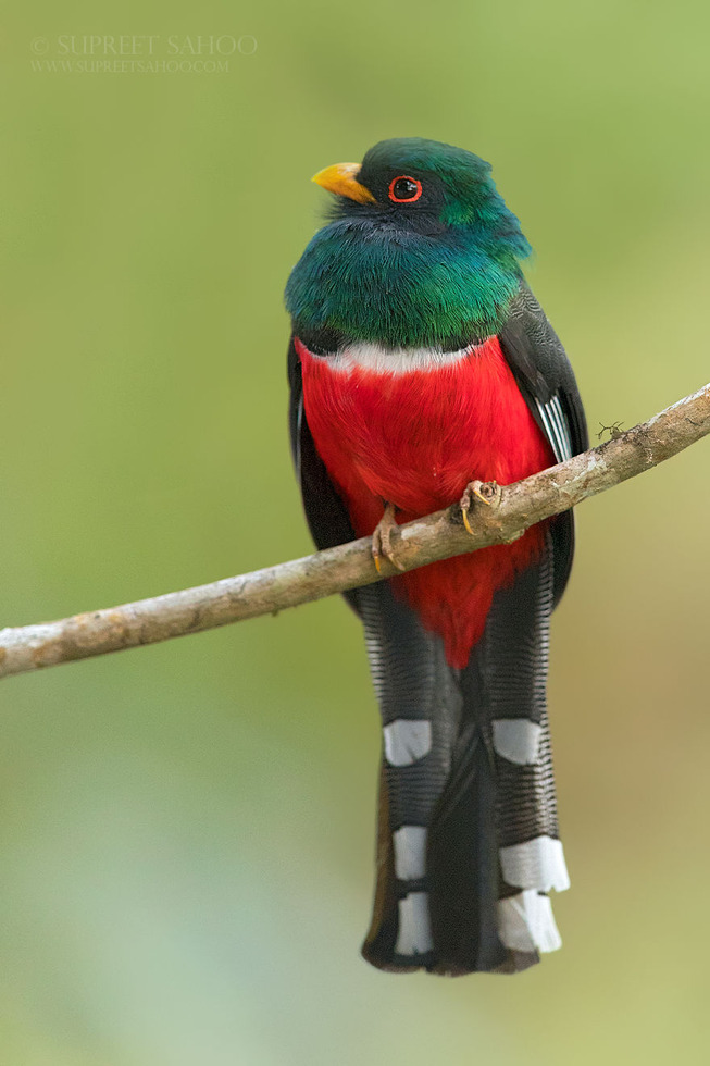 Masked-trogon-5e878baaeaf07__880