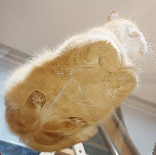funny-cats-on-glass-5-5c36f17734ffb__605