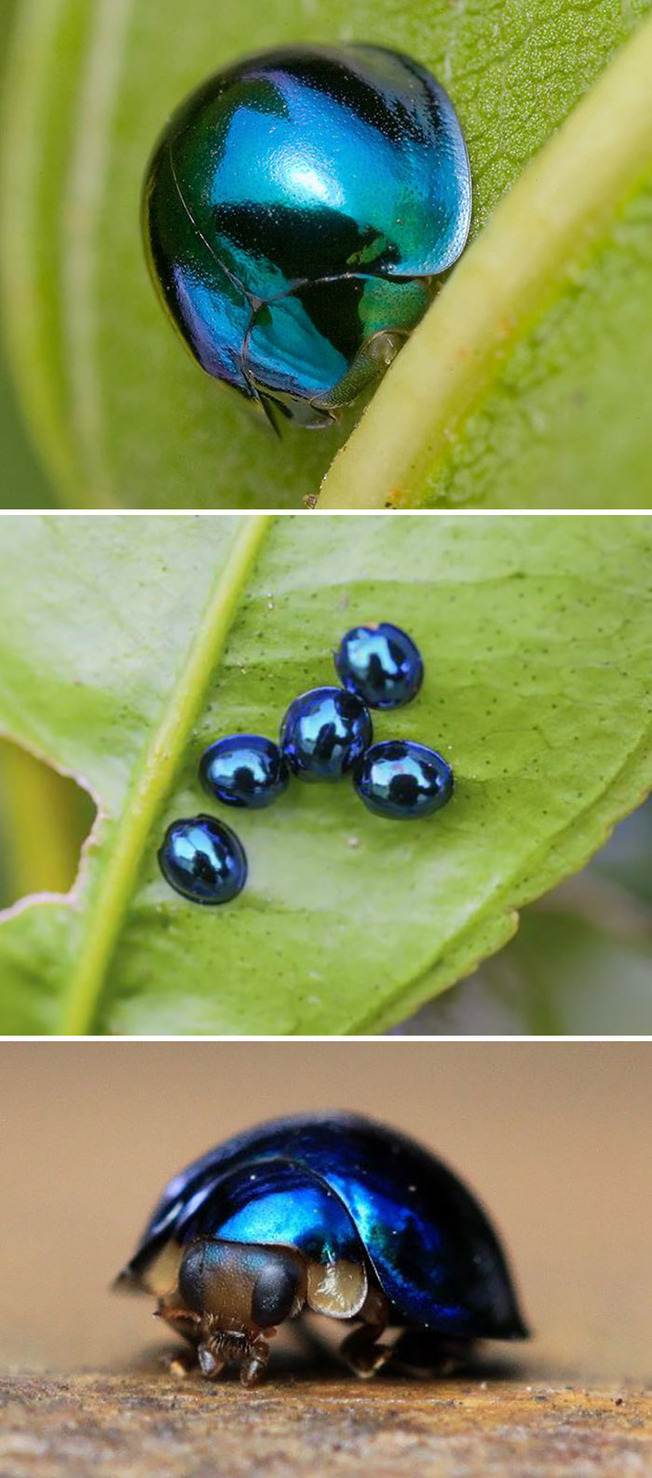 cute-bugs-14-615bff6b4432e__700