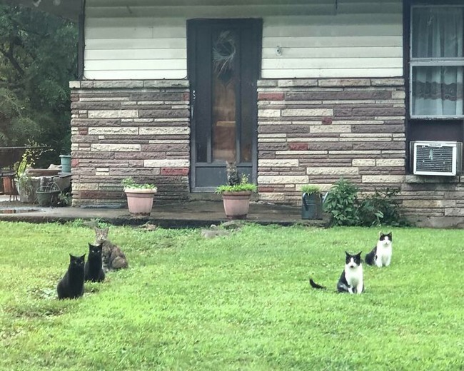 634cf47e14475_glitch-in-the-matrix-doppelganger-animals