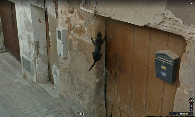 google-street-animals-57-5d244cde501b3__700