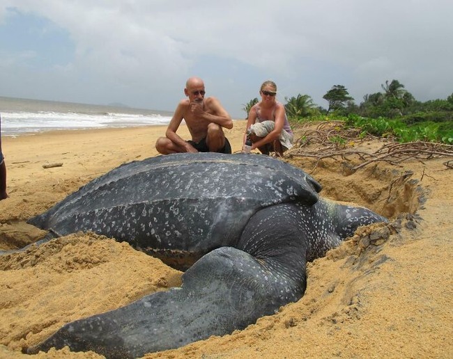 66e038e66f7dc_large-animals