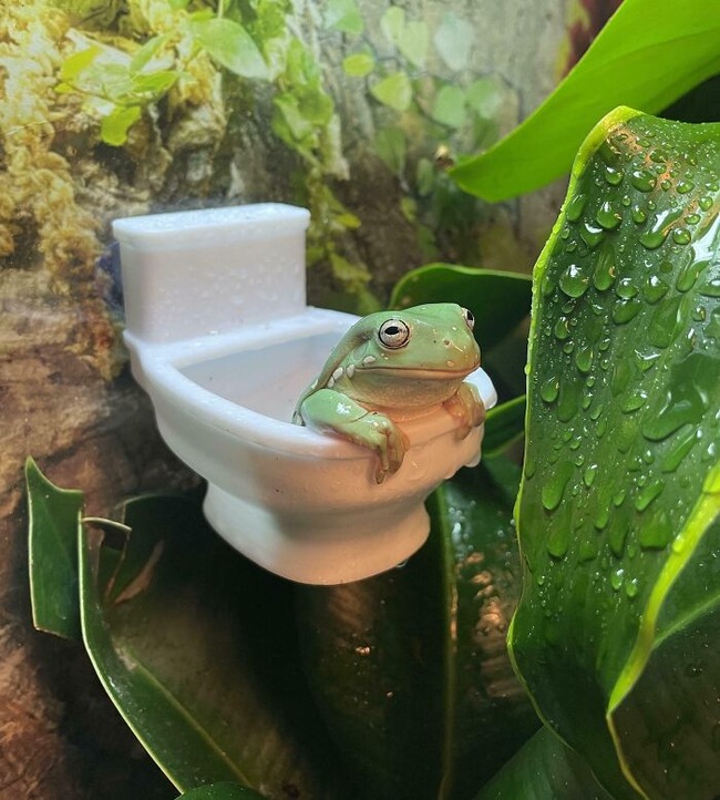 66de9d7c0ab5e_funny-cute-frog-pics (1)
