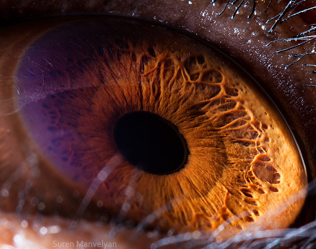 animal-eyes-photography-suren-manvelyan-21-5f4e1918b8bbb__700