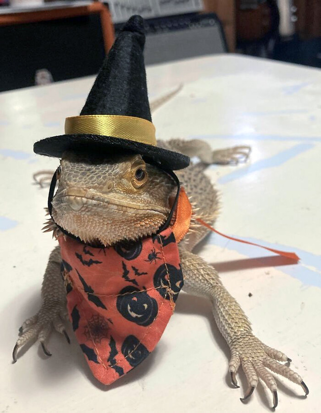 pet-halloween-costumes-4-65268fd71db6e__700