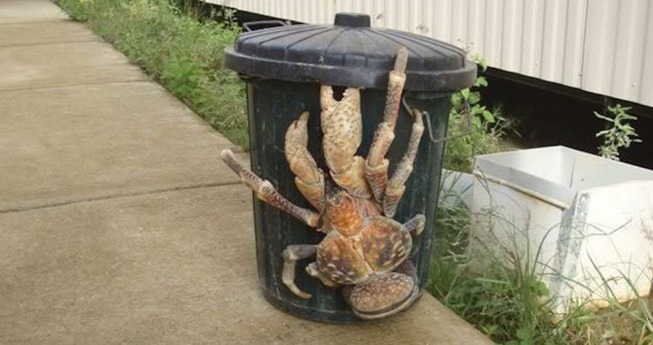coconut-crab-trash-can