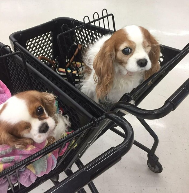 634cf54294ff7_glitch-in-the-matrix-doppelganger-animals