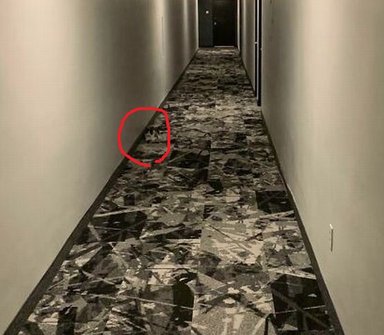 68fb27d600c5a_hidden-camouflage