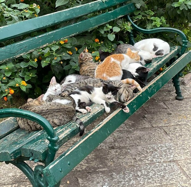 637b8bedceecb_adorable-sleeping-animals