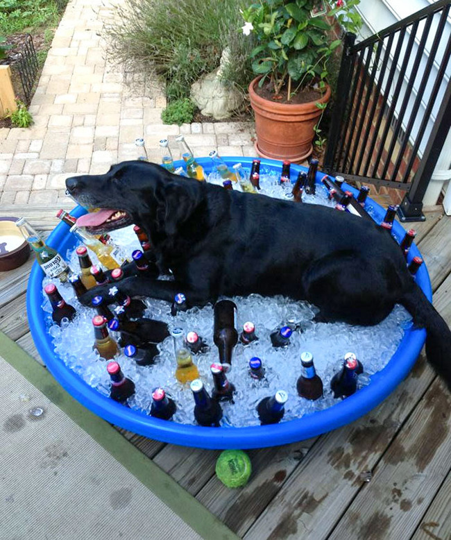 pets-escaping-summer-heat-65-64f7410948f8e__700