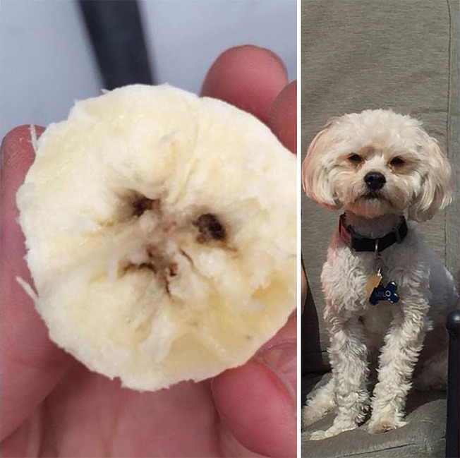pareidolia-funny-fruits-vegetables-09-60df1442b3ec4__700