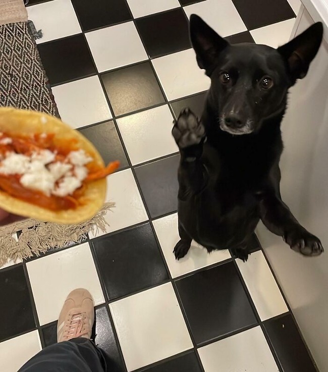 67b3452a32609_can-you-tell-she-really-wanted-some-tacos