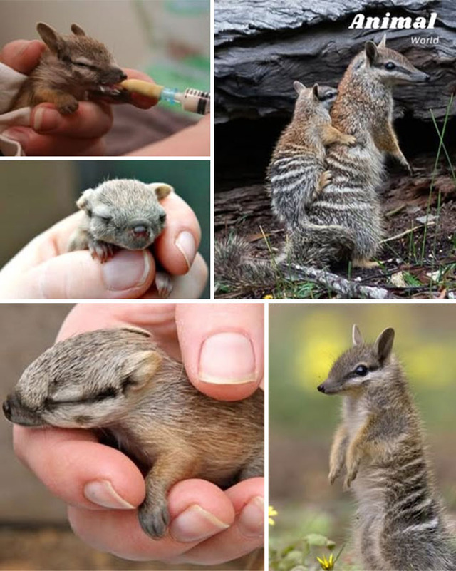 animal-world-unique-22-68b01b295aa8f__700