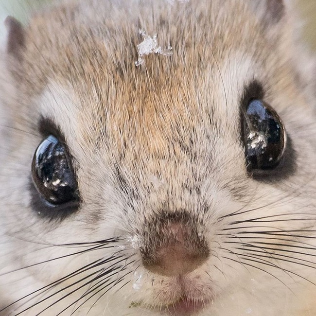 pokemon-japanese-flying-squirrels