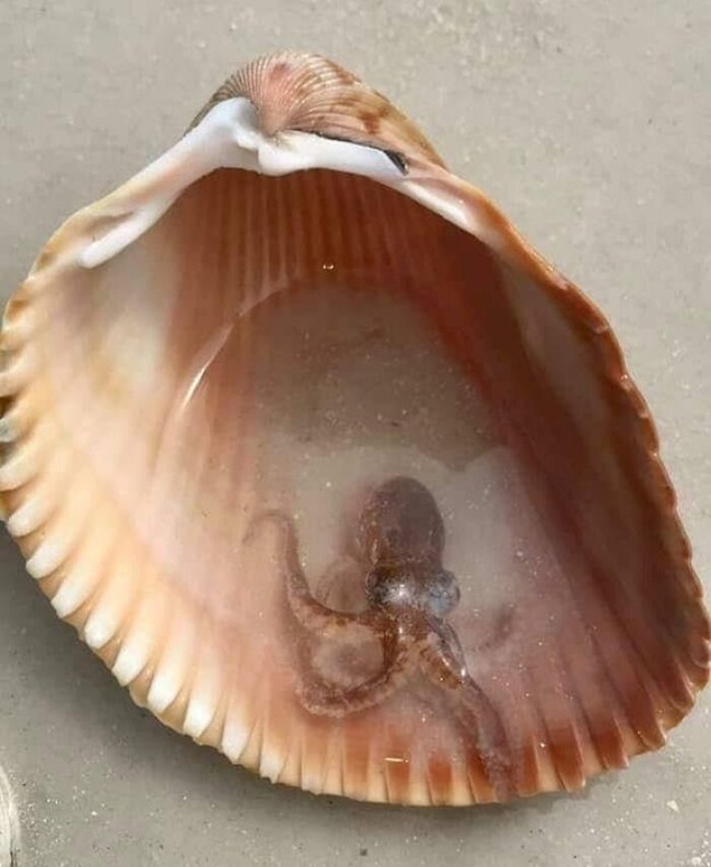 65266e96aad11_unexpected-finds-in-beach