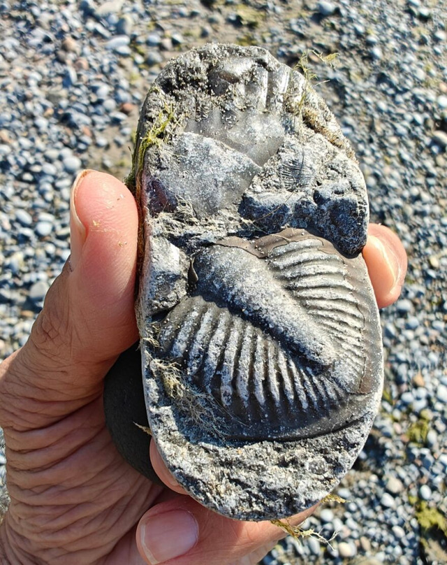 69ca3c81e0628_interesting-fossil