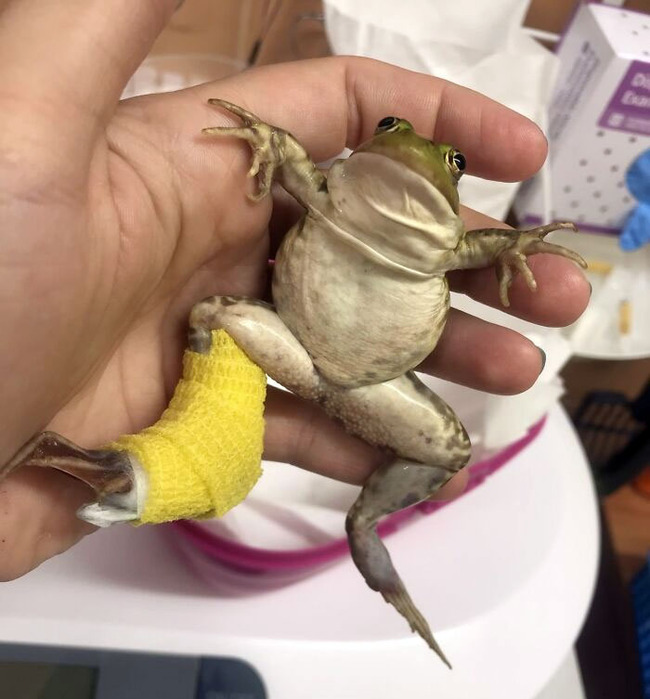 funny-cute-frog-pics-19-66de9dbd5a56f__700
