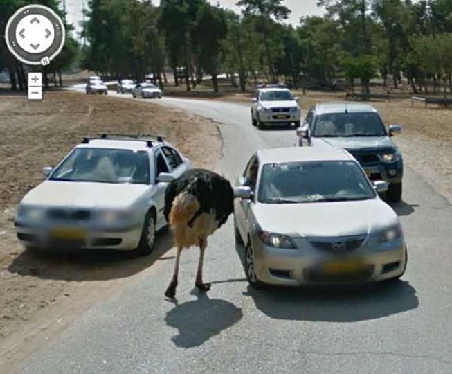 google-street-animals-44-5d2445b3f24bf__700