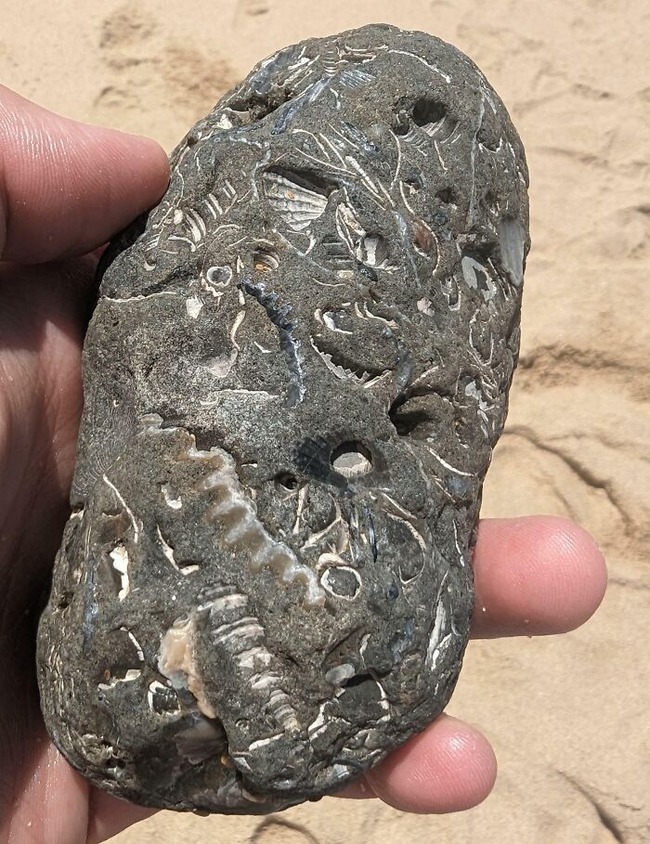 6516d97fb8111_unexpected-finds-in-beach