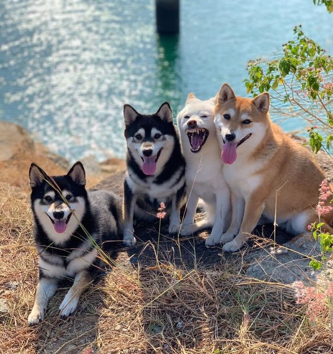 funny-photobombing-shiba-inu-dog-photos-34-5f59e365a5aa8__700