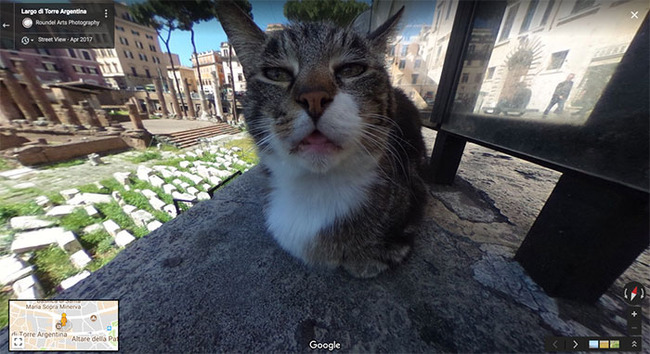 google-street-animals-5d2441e5890be__700-6392fe495e1d0__700