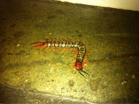 25 - 25 Australia also is home to giant venomous centipedes