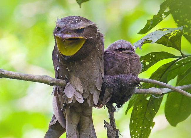 frogmouth-birds-cute-babies-pics-58-5f748c8868a2c__700