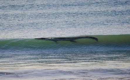 12 - 12 Surfers should also watch out for crocodiles