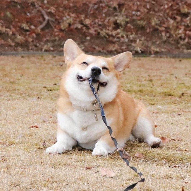 funny-expressive-dog-corgi-genthecorgi-1-6-5f0ea7233f4b8__700