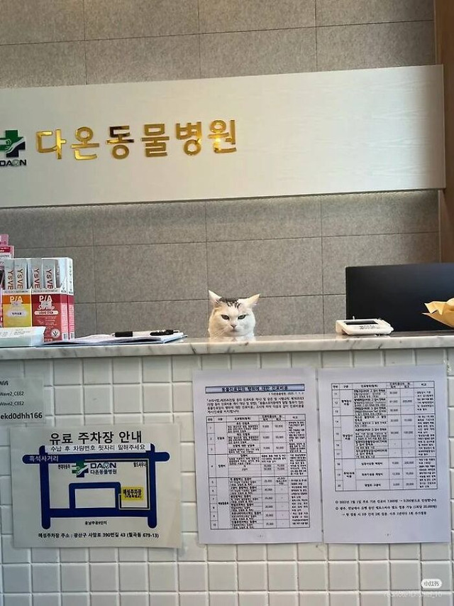 funny-working-cats-pics-69d761ba
