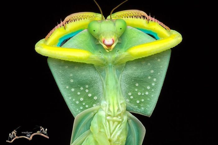 外国人 華やかで面白い世界のカマキリの写真を見せていく 海外の万国反応記 海外の反応 外国人 華やかで面白い世界のカマキリの写真を見せていく 海外の万国反応記 海外の反応