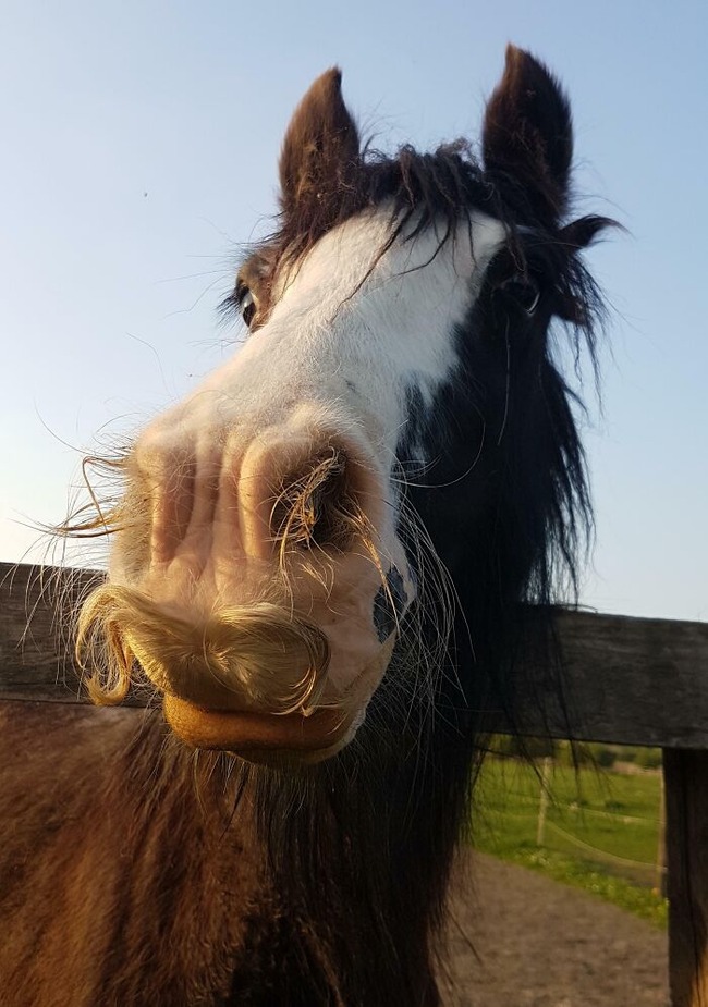 656090eba24fe_unusual-pets-genetic-mutations