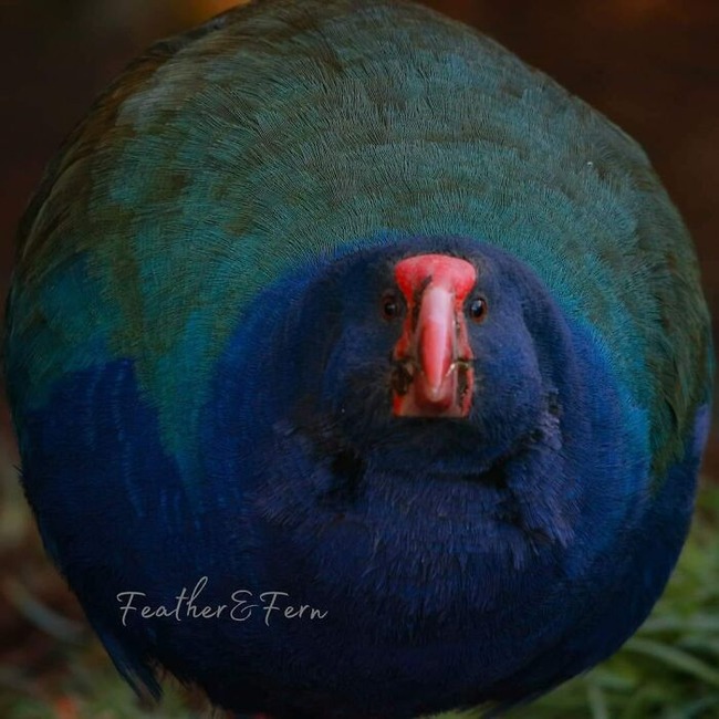 birds-threatening-auras-pics-66978bd0967aa__700