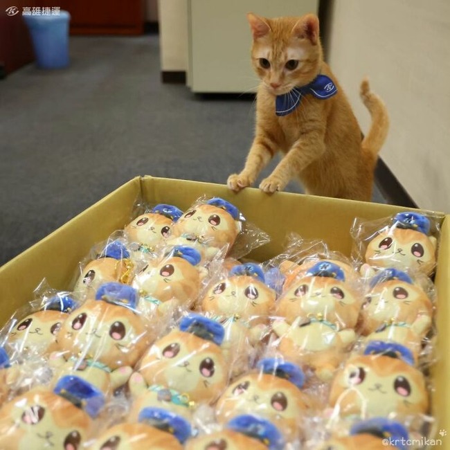 cats-with-jobs-pictures-66fd1652b1e92__700