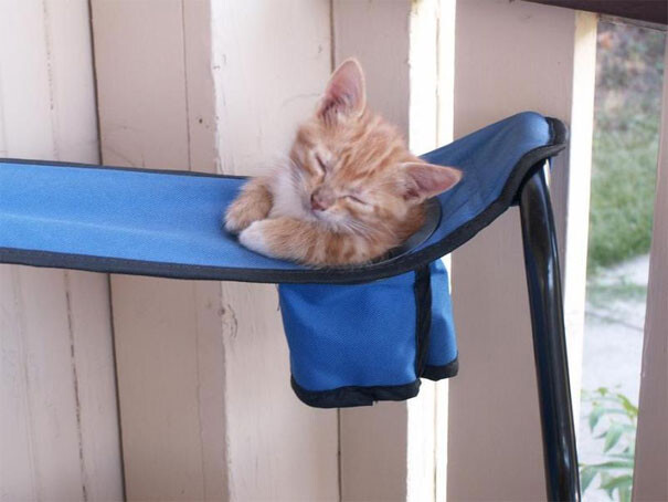 cats-sleeping-strange-places-10-5e69f562d0a23__605
