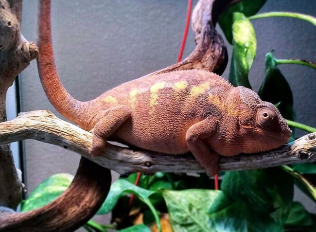 cute-pregnant-animal-pics-15-66bc6bc813e89__700