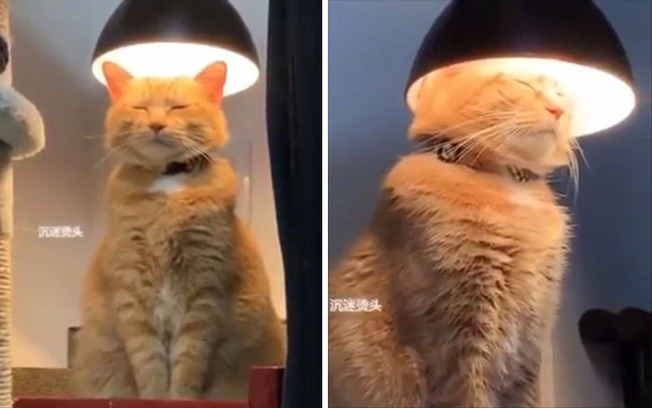 derp-cats-pics-618cd51c61b30__700