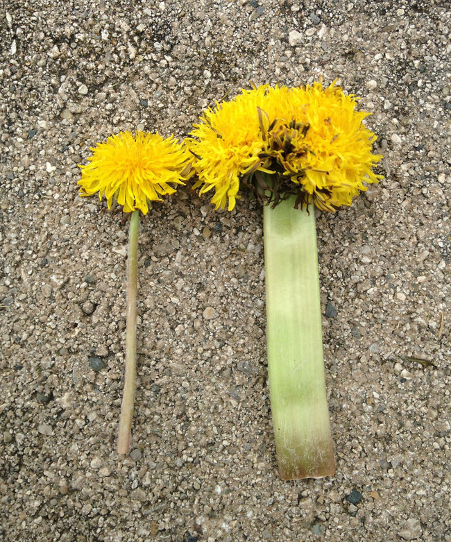 65cdc02a1f8e6_interesting-plant-fasciation-examples