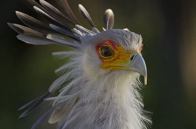 Secretary Birds